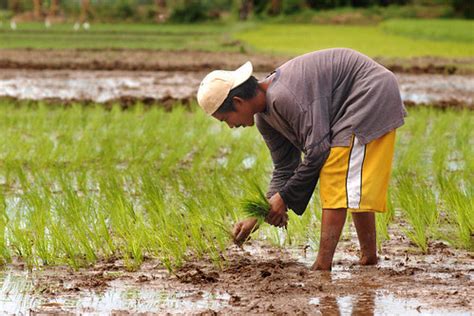 Buhay Pinoy - in Pictures: Farmer planting rice