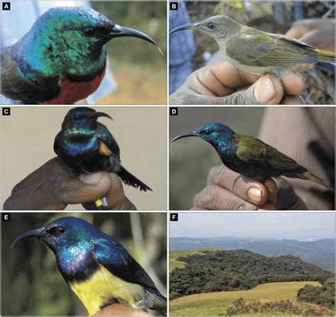 Adult males of some of the common sunbird species in our study area and... | Download Scientific ...