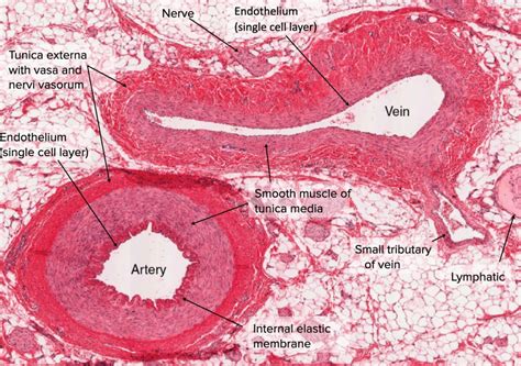 Arteries: Histology | Concise Medical Knowledge