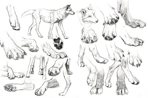 Wolf Paws Pic Drawing - Drawing Skill