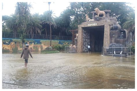 Safari Park At Hyderabad Zoo Flooded Following Heavy Rains, Animals In ...