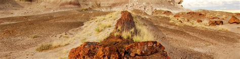 Petrified Forest National Park - Wikitravel