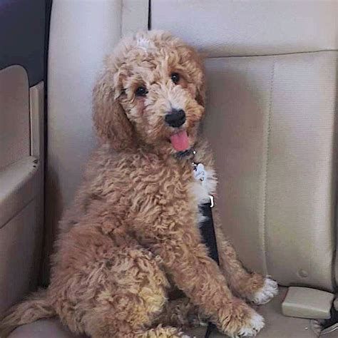 F1B Goldendoodle Mini Full Grown / Goldendoodle Hypoallergenic Designer Dogs F1 F1b Puppies Info ...