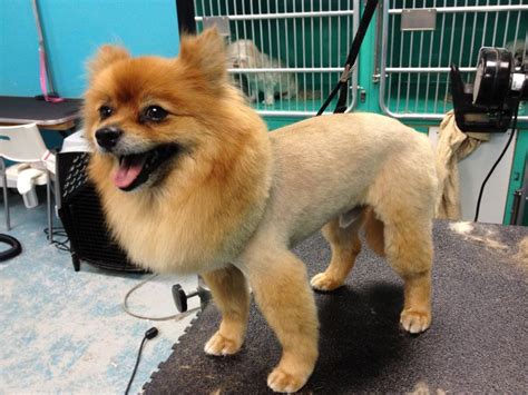 Pomeranian lion cut | Mi perrito | Pinterest