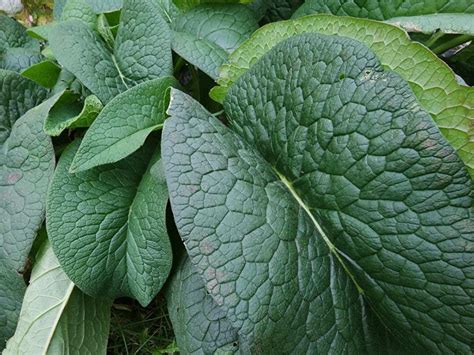 Feed Shortages? Comfrey To The Rescue! - Purpose Driven Homestead