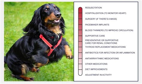 Heart Disease In Dogs - PetlifeCA