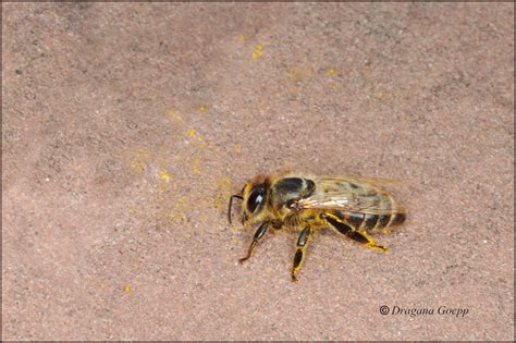 Abeille - Faune & Flore de France