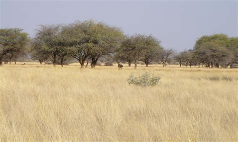 File:Savannah near Kuruman.JPG - Wikipedia