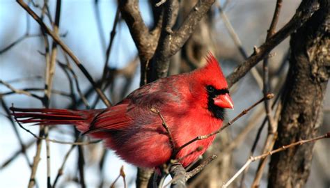 Information on the Cardinal Bird | Sciencing