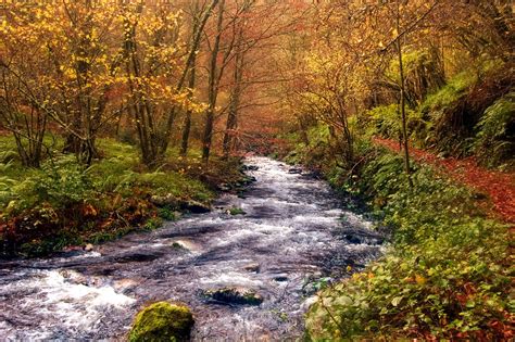 8 bosques otoñales y preciosos