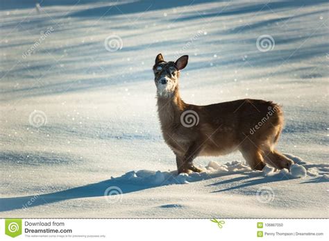 Sweet baby deer in snow stock photo. Image of fawn, sunshine - 106867050