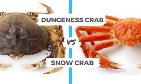 Dungeness Crab vs Snow Crab - laacib