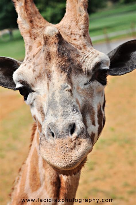 Giraffe. Cotswold Giraffe. Cute giraffe. giraffe face. | Giraffe, Cute animals, Cute giraffe