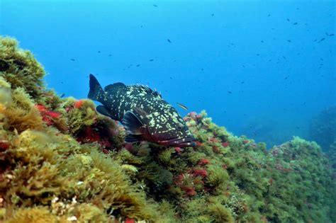 Port Cros National Park: diving in the first marine park in Europe