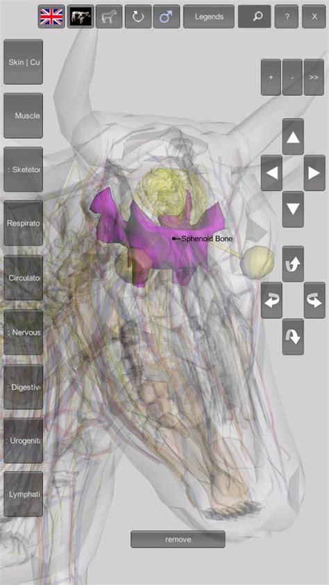 3D Bovine Anatomy 05 | VetBooks