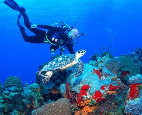 Diving Resort in Bonaire - Coral Paradise Bonaire