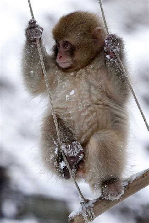 Japanese Macaque...just chillin' and swingin'... | Süßeste haustiere ...