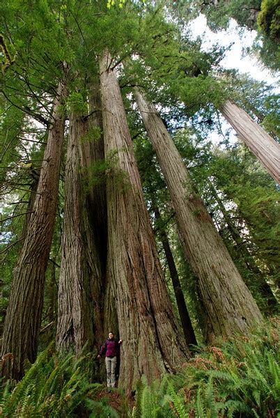 Douglas Fir Trees in Oregon | Oregon | Pinterest