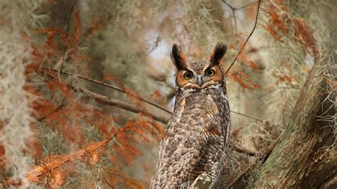 Download Bird Owl Animal Great Horned Owl HD Wallpaper