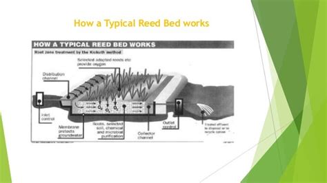 The use of reed beds for the treatment of sewage and wastewater.