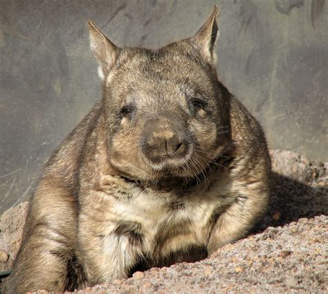 Australia: Two wombat species endangered by parasitic disease which leaves them deaf and blind