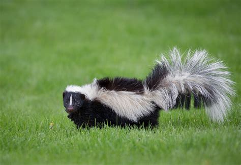 Skunks - City Wildlife