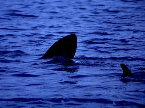Basking shark (Cetorhinus maximus) - MarLIN - The Marine Life Information Network