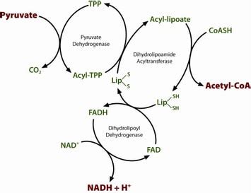 Pyruvate dehydrogenase (PDH)