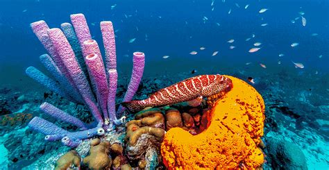Sponges are the ocean's natural DNA collectors | Natural History Museum
