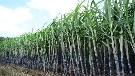 A Sugar Cane Crop In Field Ready For Harvest Stock Footage Video ...