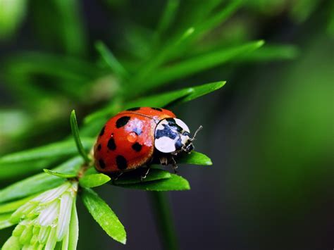 Temperate Climate Permaculture: Beneficial Insects: Ladybugs