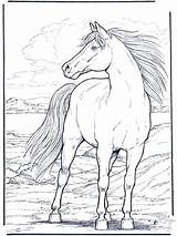 25 Free Horse Coloring Pages For Kids And Adults  Blitsy sketch template