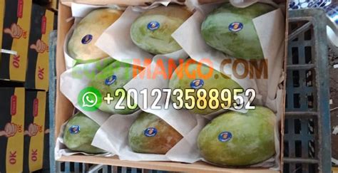 FRESH MANGO FRUIT , EGYPT MANGO by port said express company - Egypt Mango