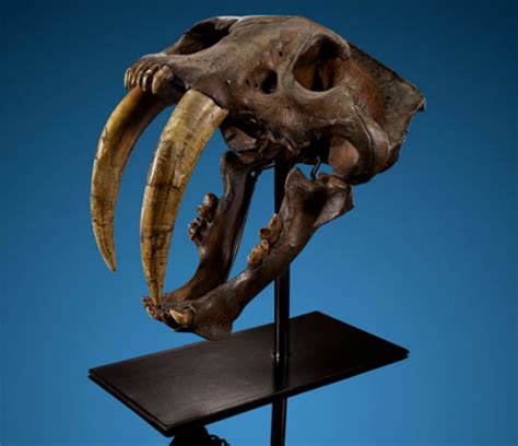 Saber Tooth Tiger Skull Front