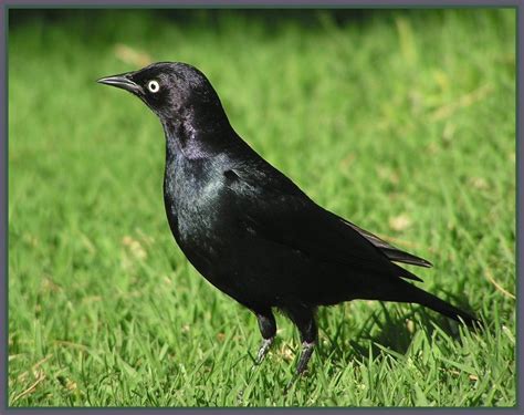 Brewer's Blackbird Adult Male | BirdForum