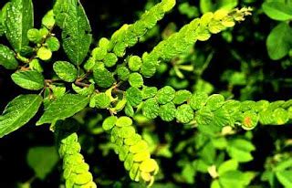 Medicinal Herbs, Natural Herbs, Healing Herbs, Indian Medicinal Plants ...