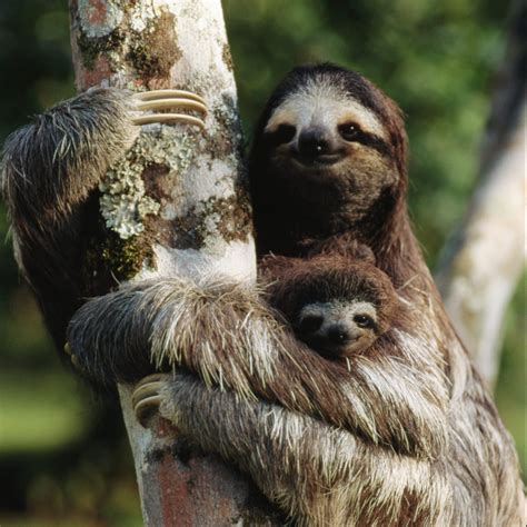 40 Adorable Sloth Pictures You Need in Your Life | Reader's Digest