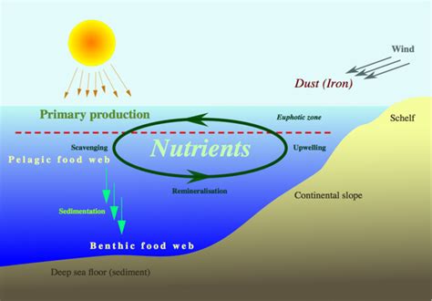 Nutrients and Trophic level - Ocean Surface