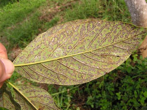 Persea mite feeding injury to avocado | Location: Hawaii (Bi… | Flickr