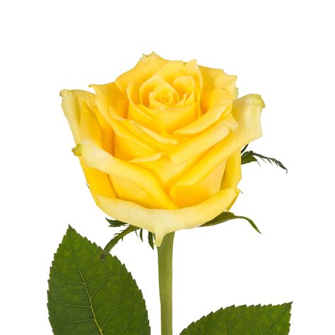 Yellow Roses 50 cm - Fresh Cut 100 Stems - Walmart.com