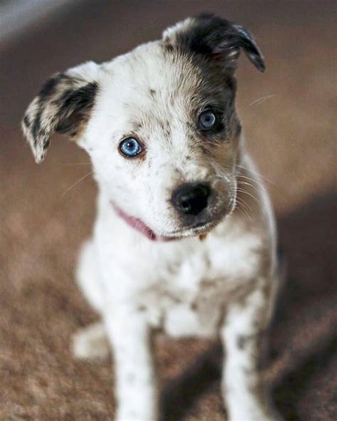 Australian Shepherd Blue Heeler Mix Facts