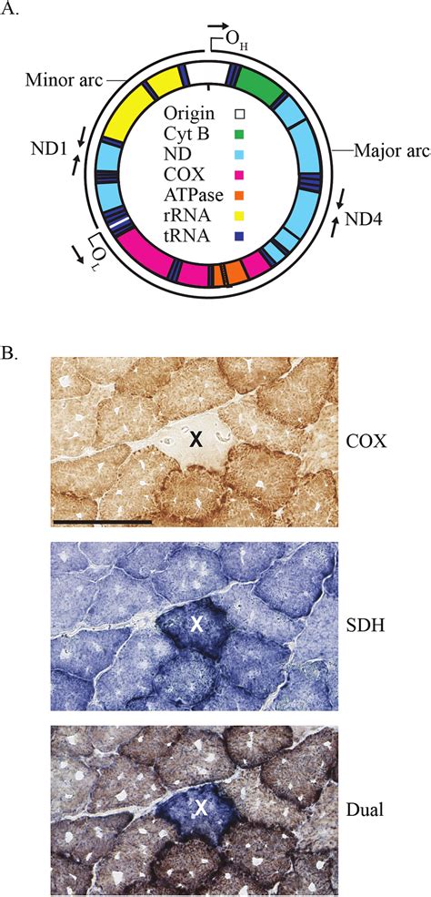 Mammalian mitochondrial genome, primer locations, and representative ...