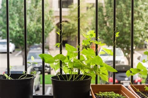 How to Grow Beans In Pots - 7 Tips for a Bountiful Harvest - Clean Green Simple