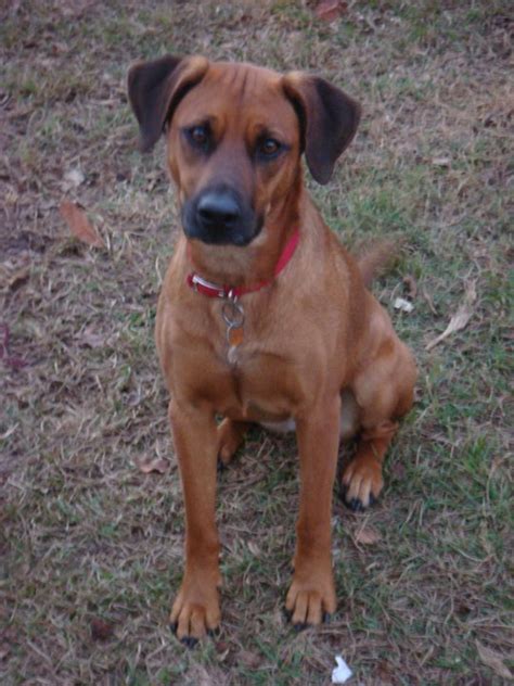 Black Mouth Cur Info, Temperament, Training, Puppies, Facts, Pictures