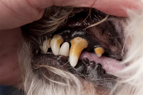 Does My Dog Have Gum Disease