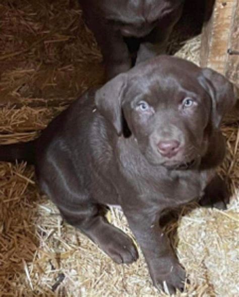 Chocolate Lab Puppies | Dogs & Puppies for Rehoming | Edmonton | Kijiji