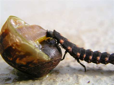 snails Deseases and Pests - Snail Farming