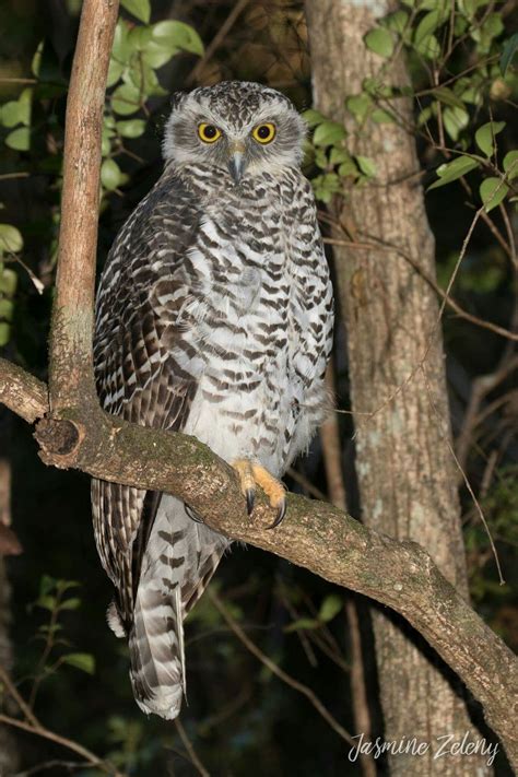 A young Powerful Owl (Ninox strenua). Taken 21/11/2016 in Queensland ...