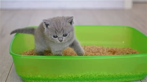 Why does my kitten have diarrhea? - TrendRadars