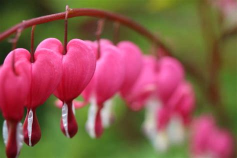 300+ Bleeding Heart Flower Arrangement Stock Photos, Pictures & Royalty-Free Images - iStock